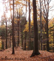 /album/fotogalerie-cestou-/pa280026s-jpg/